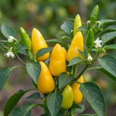 Sweet Pepper Plants - Astor Variety, Ready to Plant in Your Garden