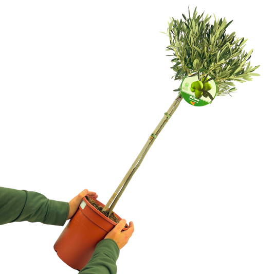 Olive Tree | 5L Pot