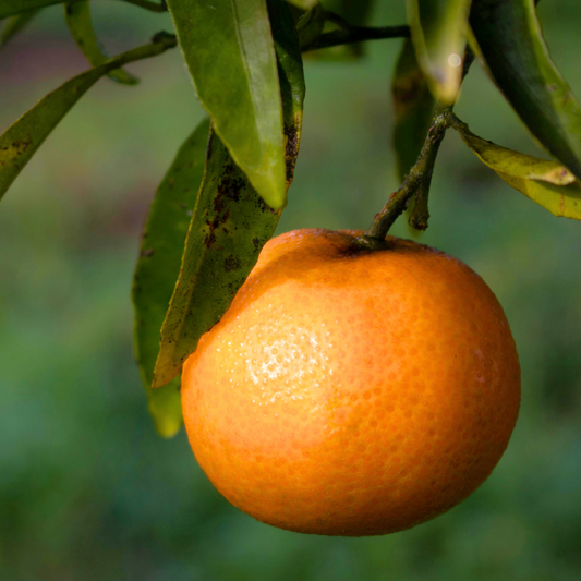 Mini Clementine | 2L Pot