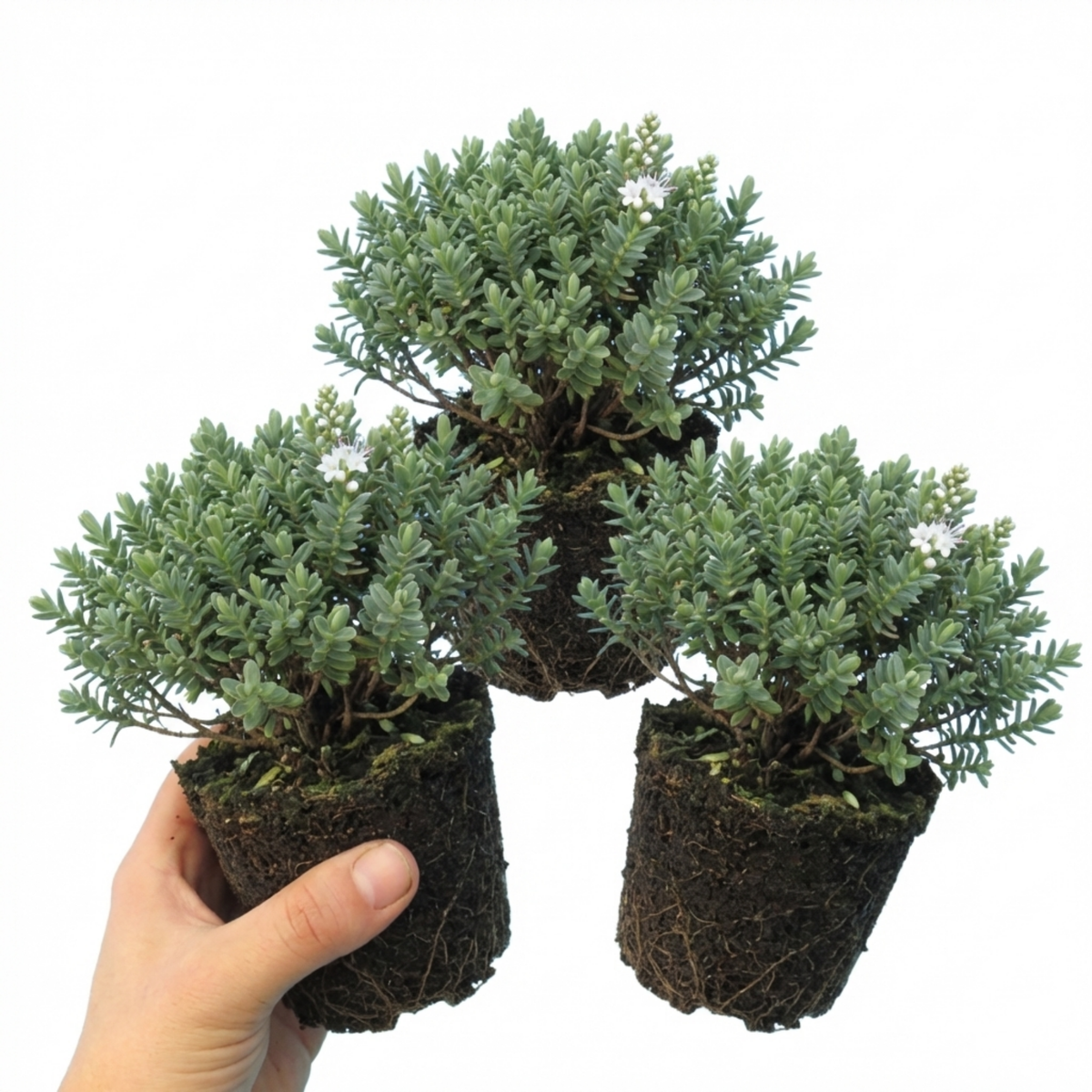 Hebe Sutherlandii Hardy Evergreen Flowering Perennial Shrub Plants, Outdoor Garden Ready, 1 Litre Root-Ball