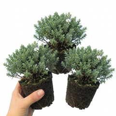 Hebe Sutherlandii Hardy Evergreen Flowering Perennial Shrub Plants, Outdoor Garden Ready, 1 Litre Root-Ball