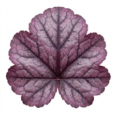 1 Heuchera Wild Rose Coral Bells, Shade Loving Hardy Evergreen Perennial Plant, 2 Litre Root Ball