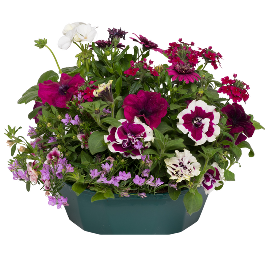 7 Colour Coordinated Plants - Berry Swirl Theme Speedplanter, Garden Ready