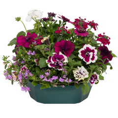 7 Colour Coordinated Plants - Berry Swirl Theme Speedplanter, Garden Ready