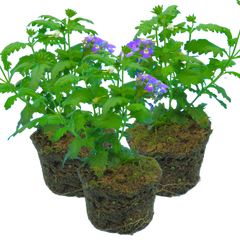 3 Large Plants - Verbena Lanai Up True Blue, Ready to Plant in Your Garden