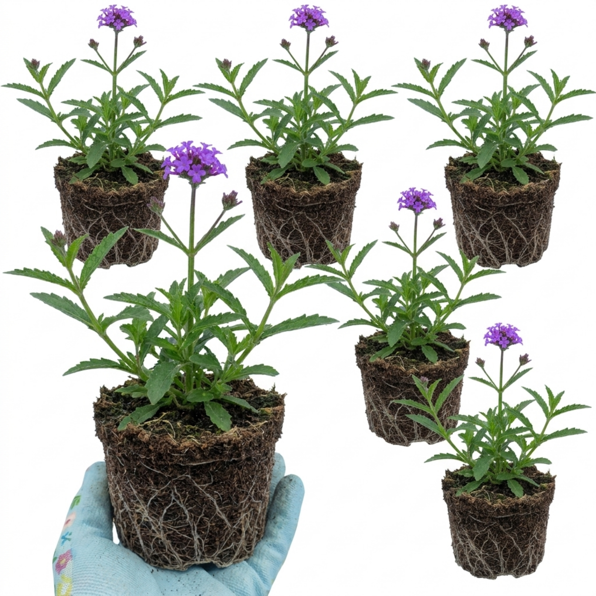 Verbena Bonariensis Hardy Perennial Plants, Tall Purple Cottage Garden Flowers, Outdoor Garden Ready, 1 Litre Root Ball