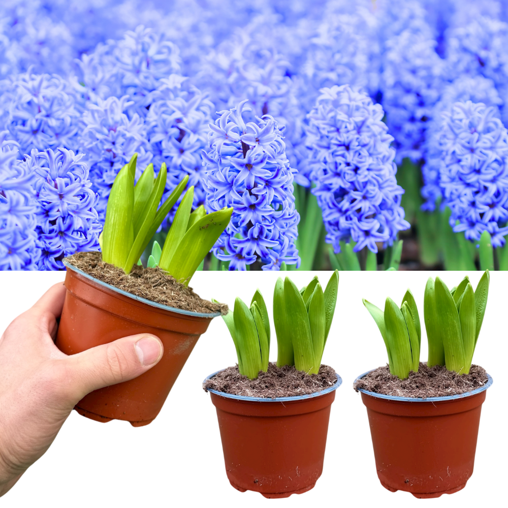 Light Blue Hyacinth | 3 x 1 Litre Pots (9 Flowering Bulbs)