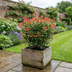 Photinia Magical Volcano Evergreen Shrub, Fast Growing Hedge Plant, Litre Root-Ball