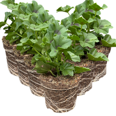 Geranium Trailing Blanche Roche | 3 or 6 1L Pots