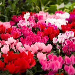 Cyclamen Growers Selection | 3 or 6 1L Pots