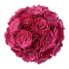 1 Cocktail Pink Dianthus Cosmopolitan Plant, Hardy Summer Perennial, Outdoor Garden Ready, 5 Litre Root Ball