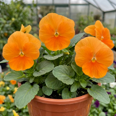 Pansy Delta Pro Clear Orange Flower Plants, Outdoor Garden Ready, Spring & Autumn, 3Ltr Root-Ball