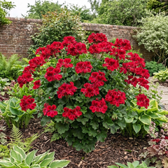 1 Large Plant - Geranium Calliope Red Splash, Outdoor Garden Ready, 2L Pot