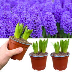 Purple Hyacinth | 3 x 1 Litre Pots (9 Flowering Bulbs)