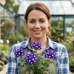 Trailing Verbena Blue Eye Plants, Summer Flowering Hanging Basket Ready, Outdoor Garden Ready, 10.5cm Root-Ball