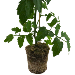 1 Large Plant - Tomato Veranda Red, Ready to Plant in Your Garden, 5L Pot