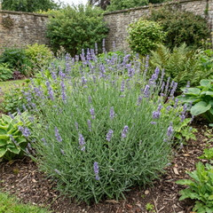 1 Large Plant - Lavender Hidcote Light Blue, Outdoor Garden Ready, 2L Pot