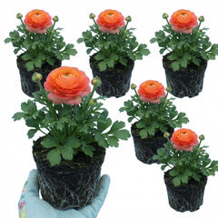 Ranunculus Vortex Orange Pink Persian Buttercup Plants, Hardy Perennial, Spring Flowering, Outdoor Garden Ready, 1 Litre Root-Ball