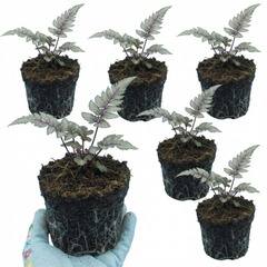Japanese Painted Fern Athyrium Pewter Lace Plants, Hardy Shade Perennial, 1 Litre Root Ball