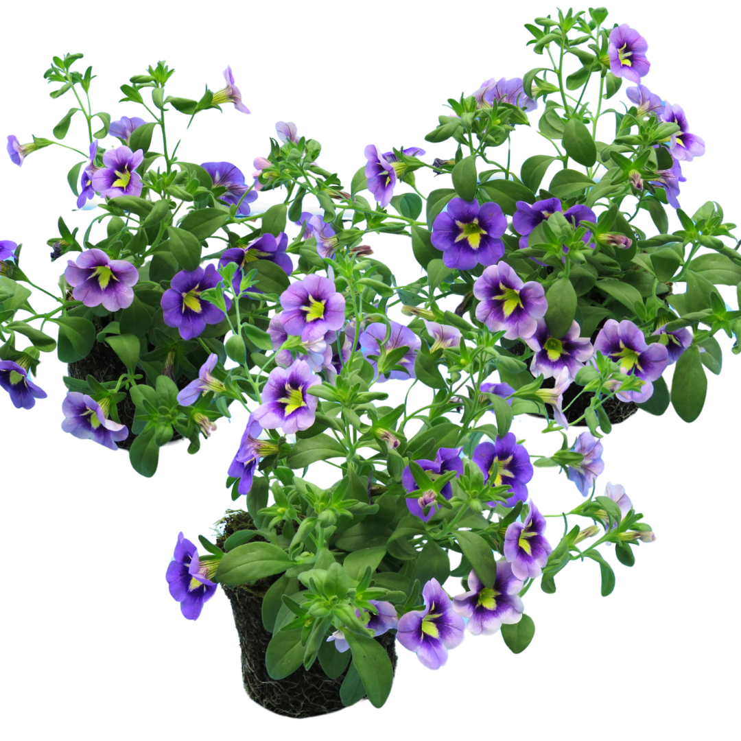 Calibrachoa Bumble Bee Blue | 3 or 6 1L Pots