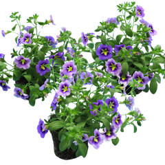 Calibrachoa Bumble Bee Blue | 3 or 6 1L Pots