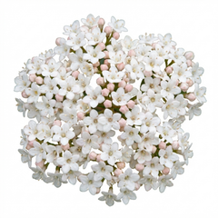 Viburnum Tinus Evergreen Privacy Hedge Plants, Hardy Winter Flowering Garden Shrub, Outdoor Garden Ready, 1 Litre Root-Ball