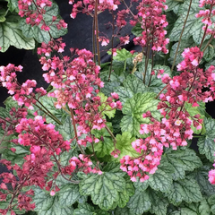 Heuchera Berry Timless | 2L Pot