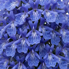 Set of 3 or 6 Rosemary ‘Blue Winter’ Herb Plants (Salvia rosmarinus), Hardy Evergreen Culinary Shrub, Outdoor Garden Ready, 1 Litre Root-Ball