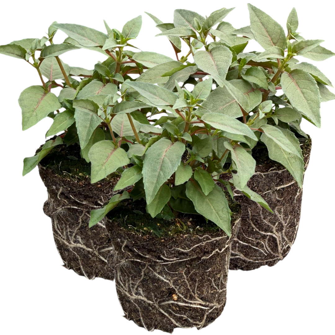 Fuchsia Bella Lisa | 3 or 6 1L Pots