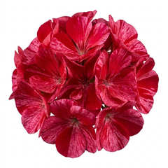 1 Large Plant - Geranium Calliope Red Splash, Outdoor Garden Ready, 2L Pot