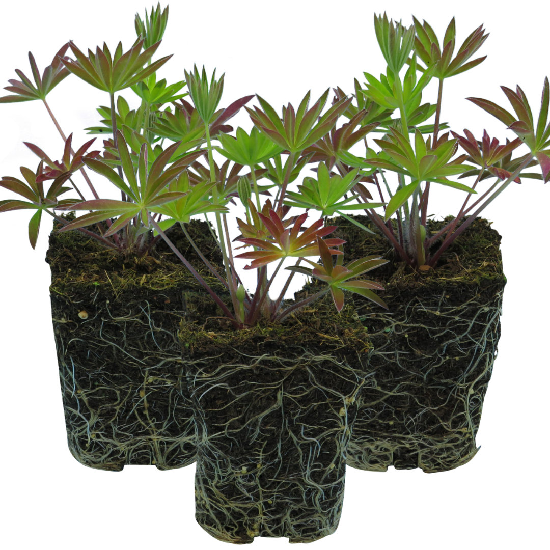 Lupin Legendary Blue, Ready to Plant in Your Garden, Peat Free