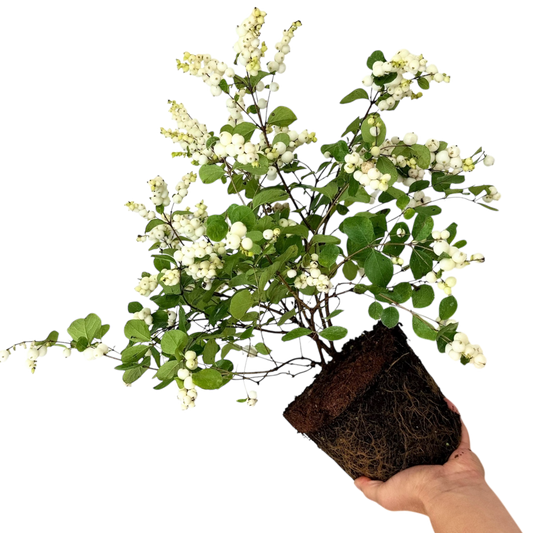 Symphoricarpos Magical Galaxy | 3L Pot