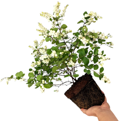 Symphoricarpos Magical Galaxy | 3L Pot