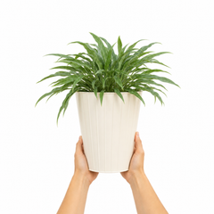 3 Litre Hosta Silly Strings Plants in Nursery Pots