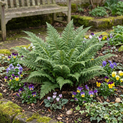 Soft Shield Fern Polystichum Plumosum Densum Plants, Hardy Evergreen Perennial, 1 Litre Root Ball