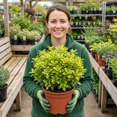 Pittosporum Tenuifolium Golden Ball, Hardy Evergreen Shrub for Garden, Litre Root Ball