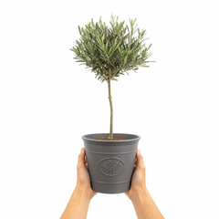 3L Olive Tree Plant, 80-100cm, Mediterranean Nursery Pots