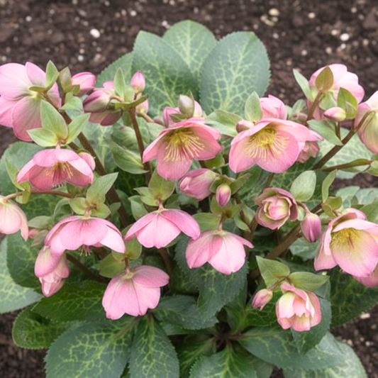 Hellebore Frostkiss Dorothy's Dawn
