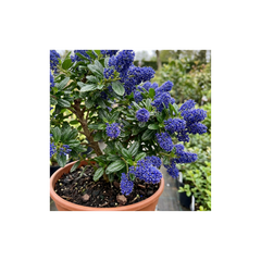 Ceanothus Victoria Plant, Hardy Evergreen Blue Flowering Shrub, Outdoor Garden Ready, Litre Root-Ball