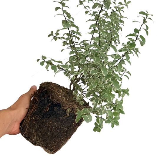 Pittosporum Malahide | 3L Pot