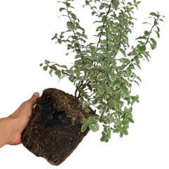 Pittosporum Malahide | 3L Pot