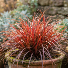 1 Large Plant - Uncinia Everflame, Ready to Plant in Your Garden, 2L Pot