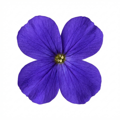 Aubrieta Kitte Blue, Ready to Plant in Your Garden, 1L