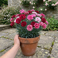 1 Dianthus Cherry Daiquiri Plant, Fragrant Hardy Summer Bedding Perennial, Outdoor Garden Ready, 5L Root Ball