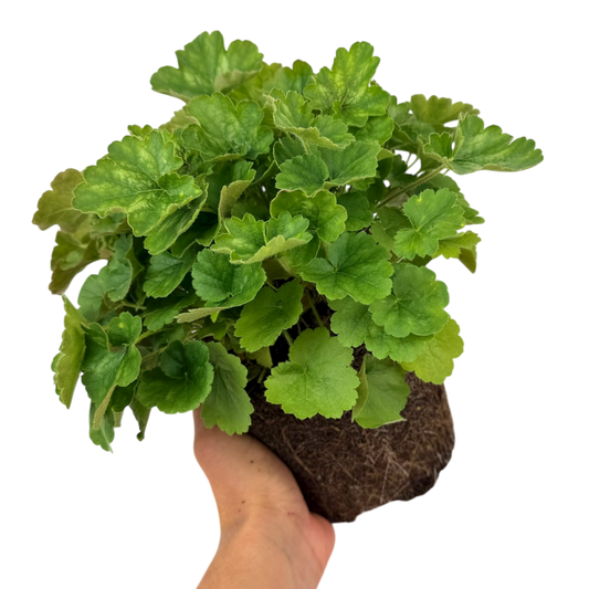 Heuchera Coral Forest