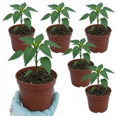 Chilli Pepper Plants - Jalapeno Variety, Ready to Plant in Your Garden