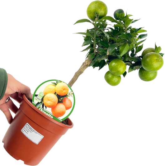 Mini Clementine | 2L Pot