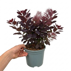 1 Large Plant - Cotinus Royal Purple, Ready to Plant in Your Garden, 3L Pot