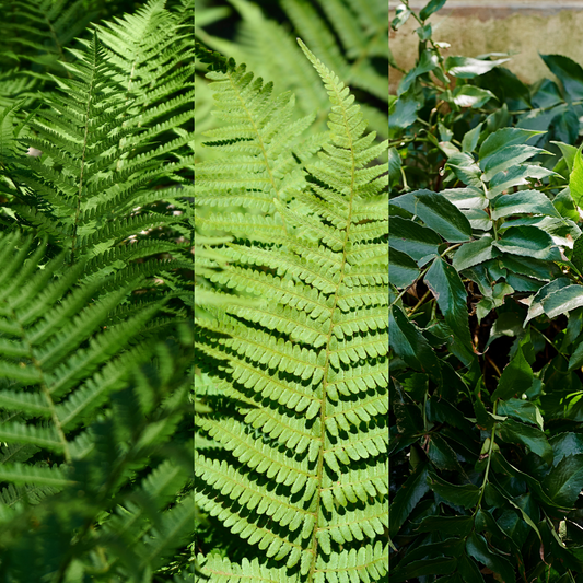 Fern Mix - Shield Fern, Holly Fern, Male Fern