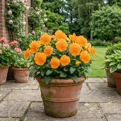 Pansy Delta Pro Clear Orange Flower Plants, Outdoor Garden Ready, Spring & Autumn, 3Ltr Root-Ball